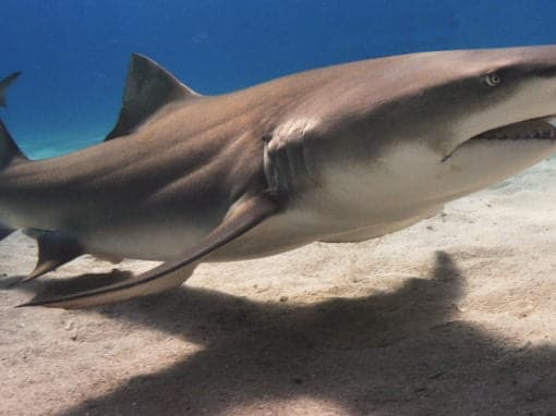 Manikins Help Brazilian Researchers Understand Currents In Shark Infested Waters