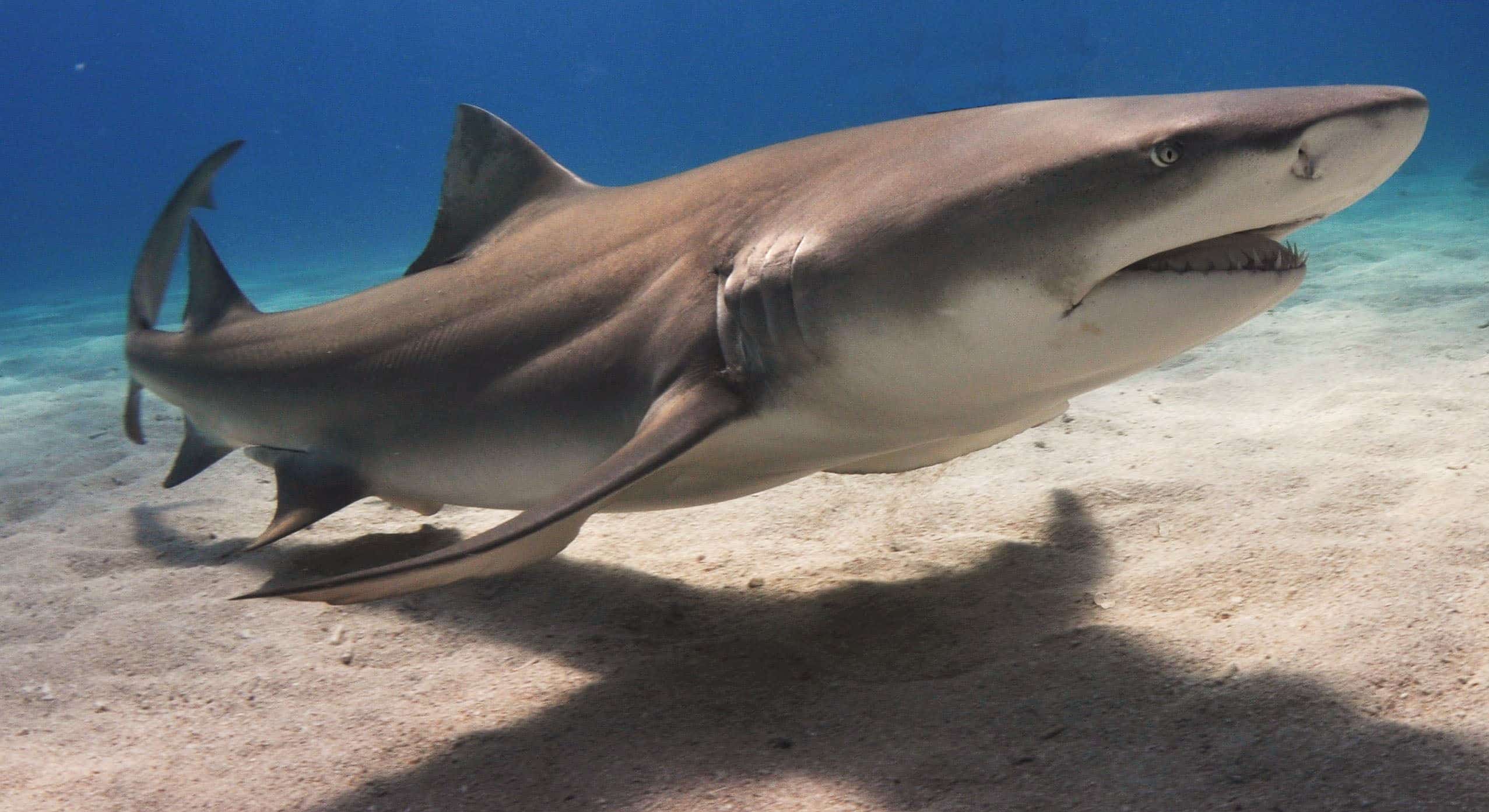 A shark swimming underwater in the ocean.
