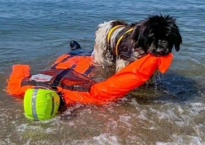 Dog performing water rescue training with mannequin.